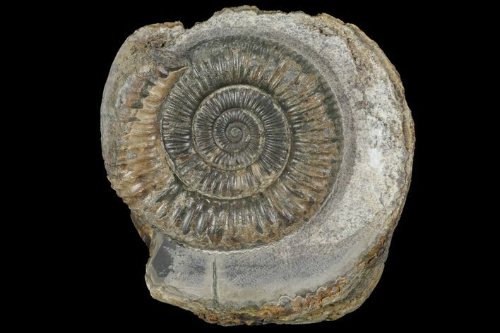 Dactylioceras Ammonite Fossil - England #100453